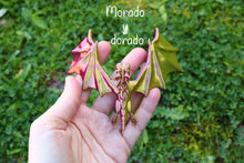 Cargar imagen en el visor de la galería, Dragones balancín