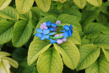 Cargar imagen en el visor de la galería, Perezoso BJD hortensia