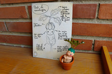 Load image into Gallery viewer, A5 print Biological information of a Basati´s mandrake.
